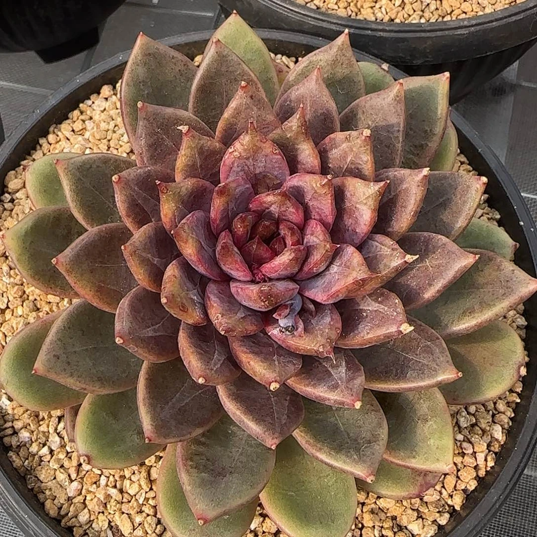 从前慢花园精选宝格丽玫瑰