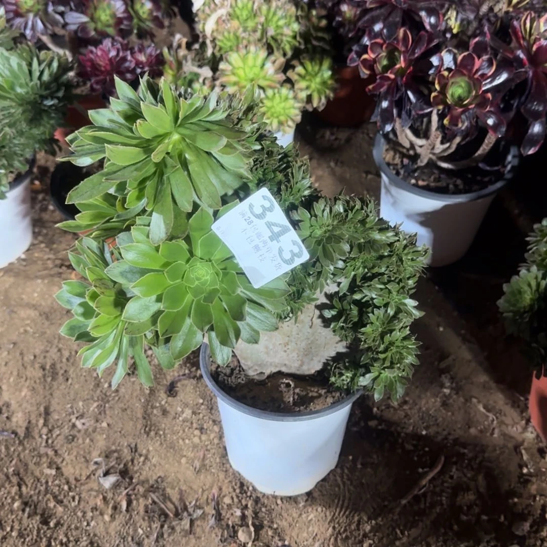 用****5343号绿法师缀清棚不包损