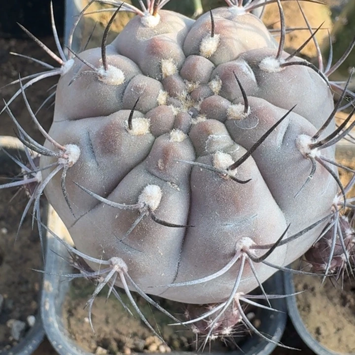 黑鸠玉666666666666