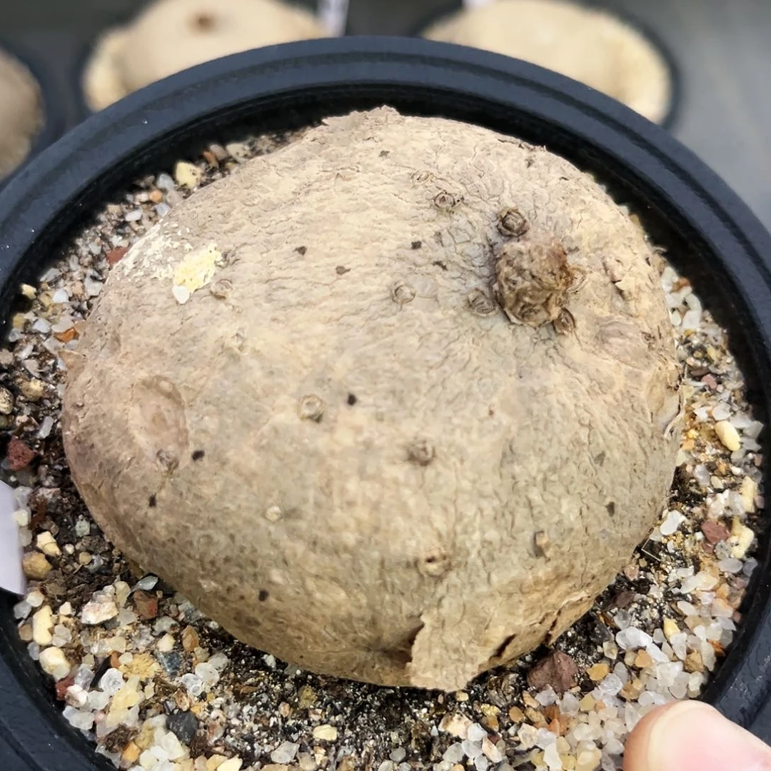 潮流植物素可泰，A06