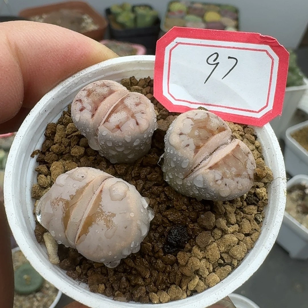 97多肉哈哈哈哈哈哈哈