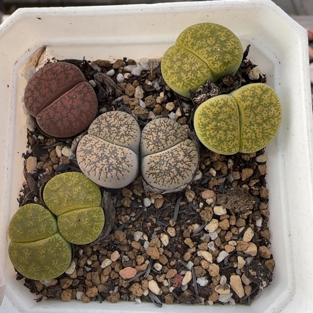 11.22。萌肉紫薰清盒。7010