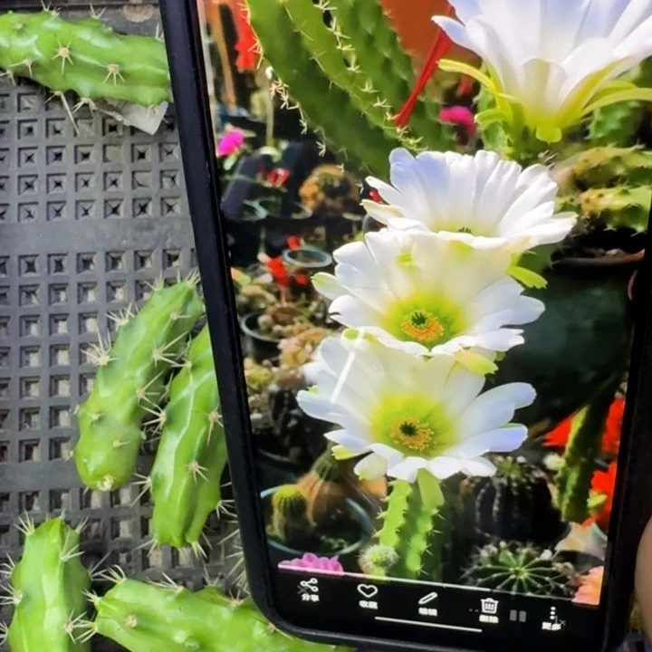 28白美花角无根侧牙小一个，20包邮