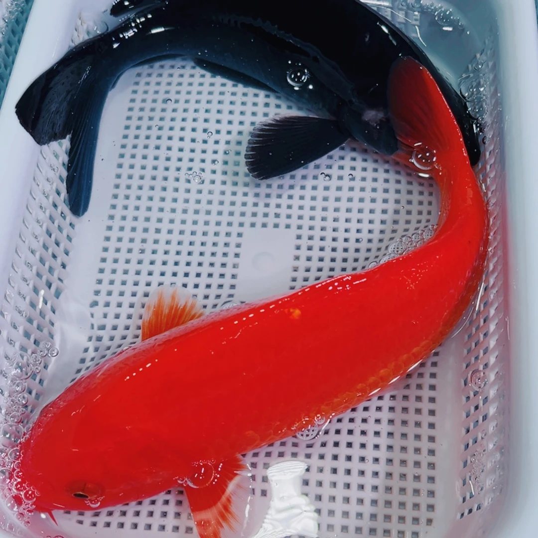 锦鲤锦鲤冷水鱼观赏