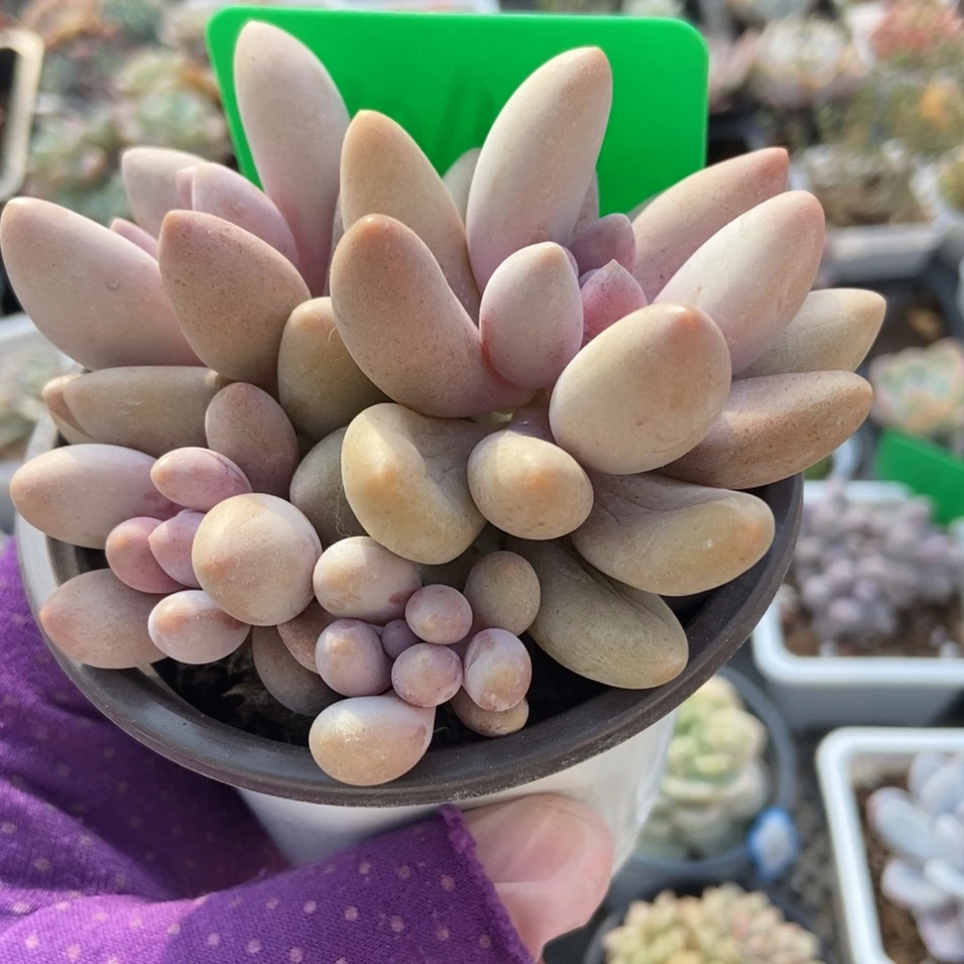 1044粉色恋人多肉植物