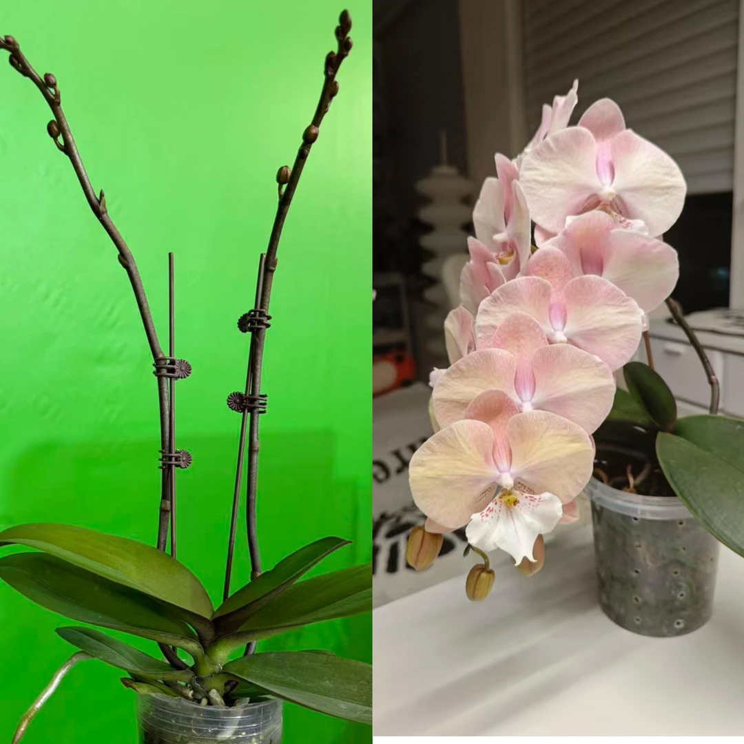 蝴蝶兰--【彩虹独角兽】抽梗苗 任意两颗包邮，只拍一颗发苗！！