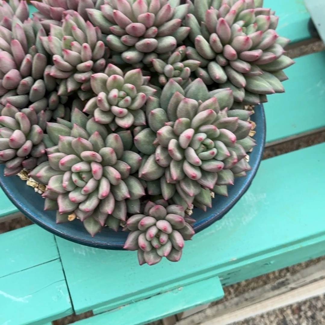 春***6米其林精品老桩多肉