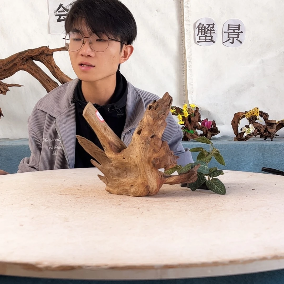 沉木造景爬宠造景