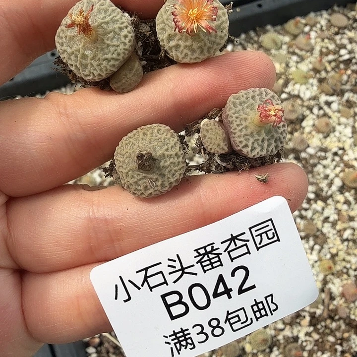 癞***惑专拍 4颗超烧 脱土