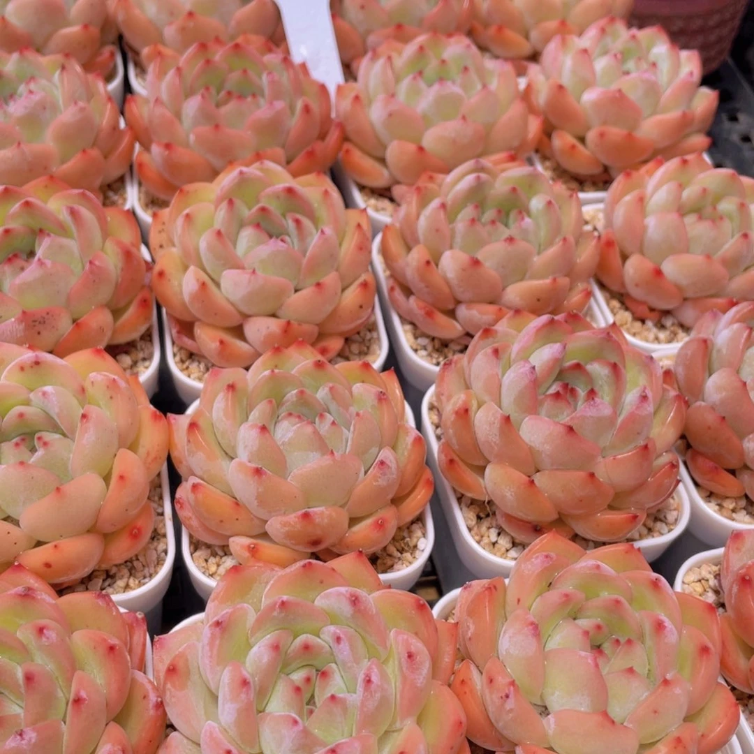 量拍8号 草莓杏仁单头一个