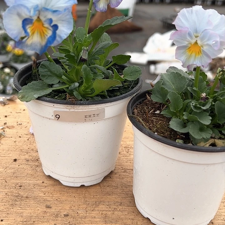 红陶抖音直播闪拍9