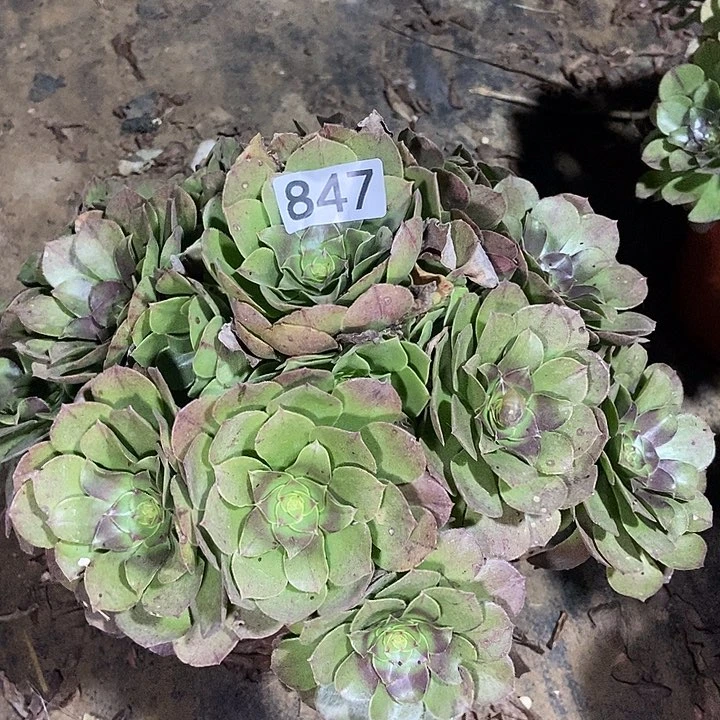 红心万圣节847多肉不包断