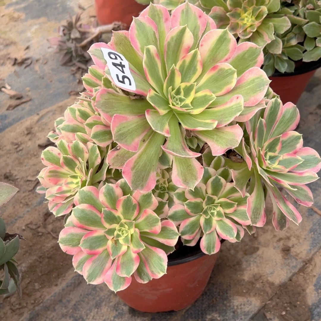 不周正叶罗刹549号的