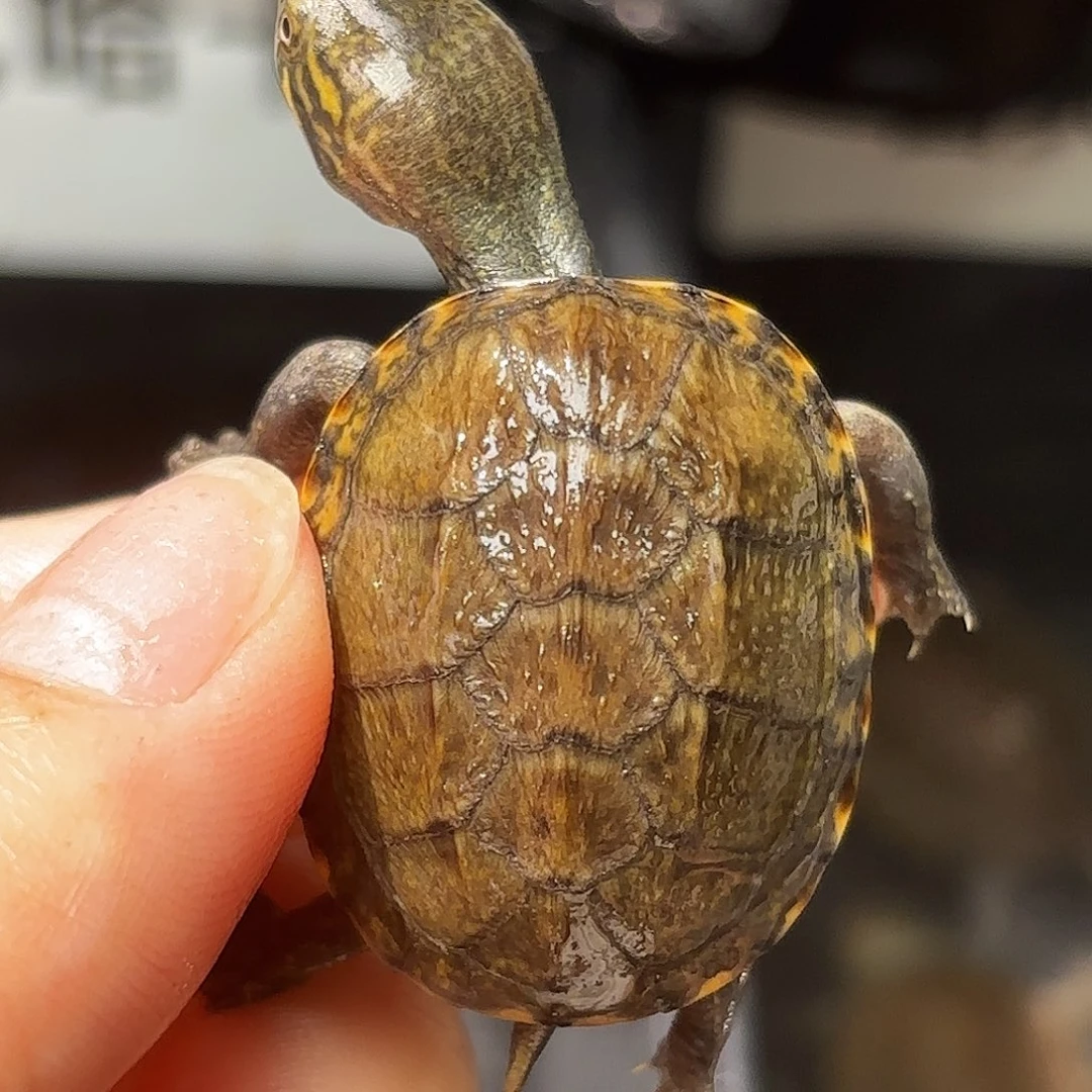 不分公母蛋龟A15微歪满文浅色瓦哈卡泥龟