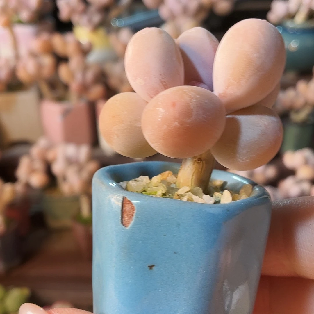 蒜***衩多肉植物的生长发育和生长发育等