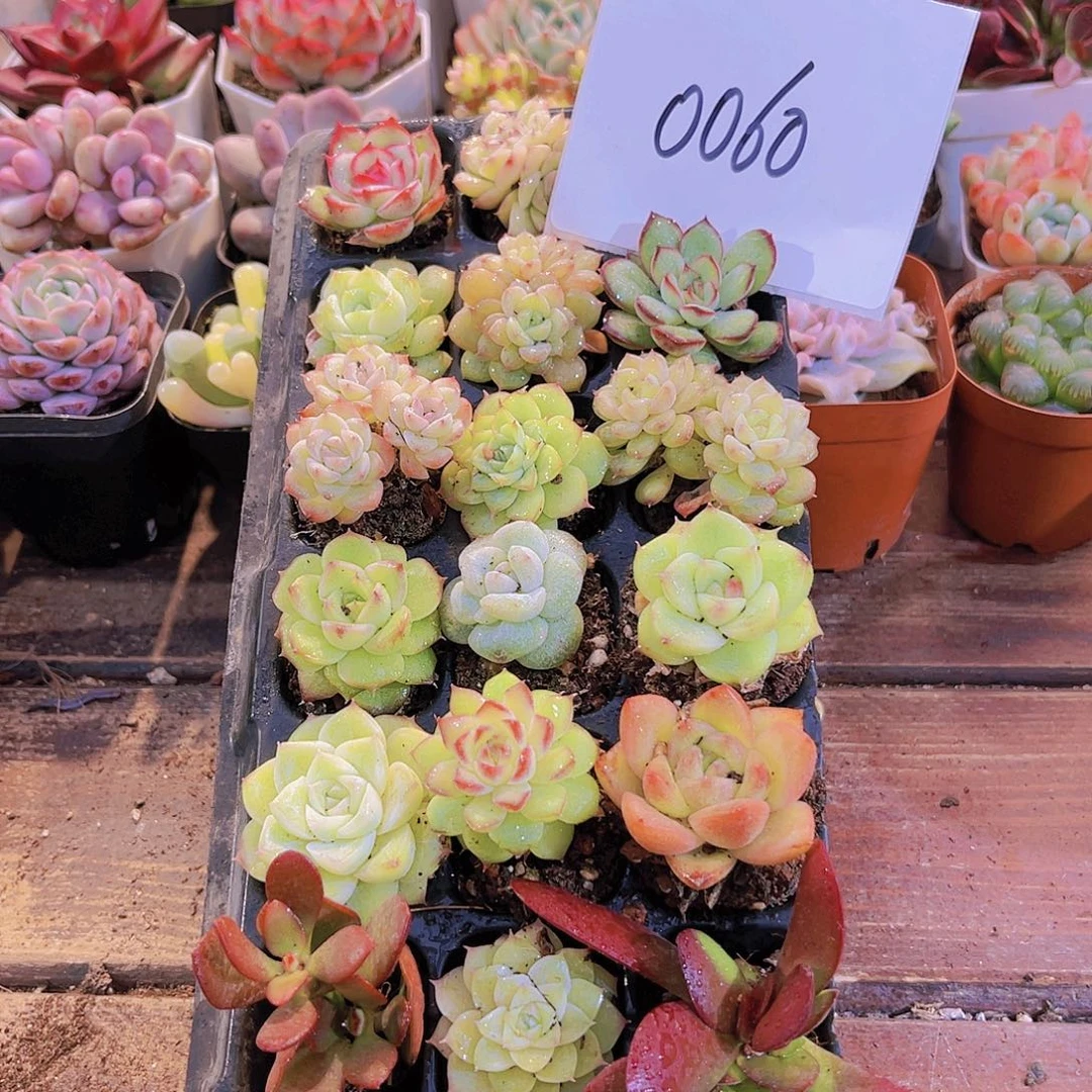 一物一拍0060福利21颗