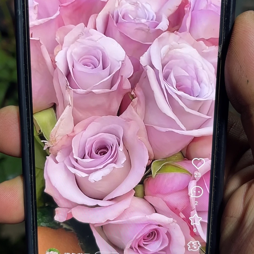 无花朵——丁香结 福利