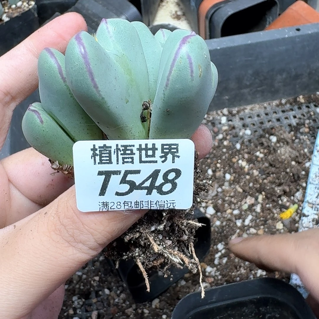 多肉植物的润泽fgb