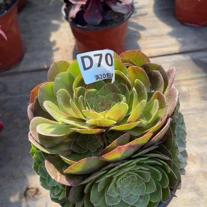 瑞妈多肉植物702