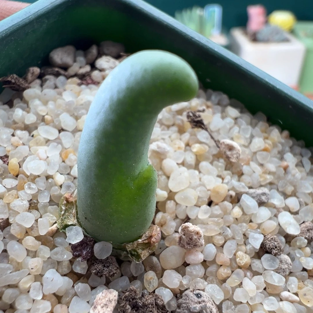 5**918990136怪物一颗