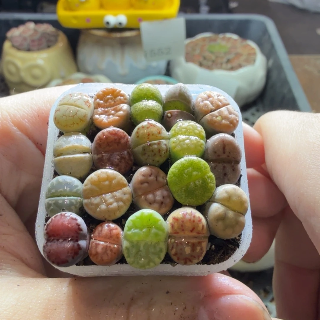 多肉葡萄的味道真的572
