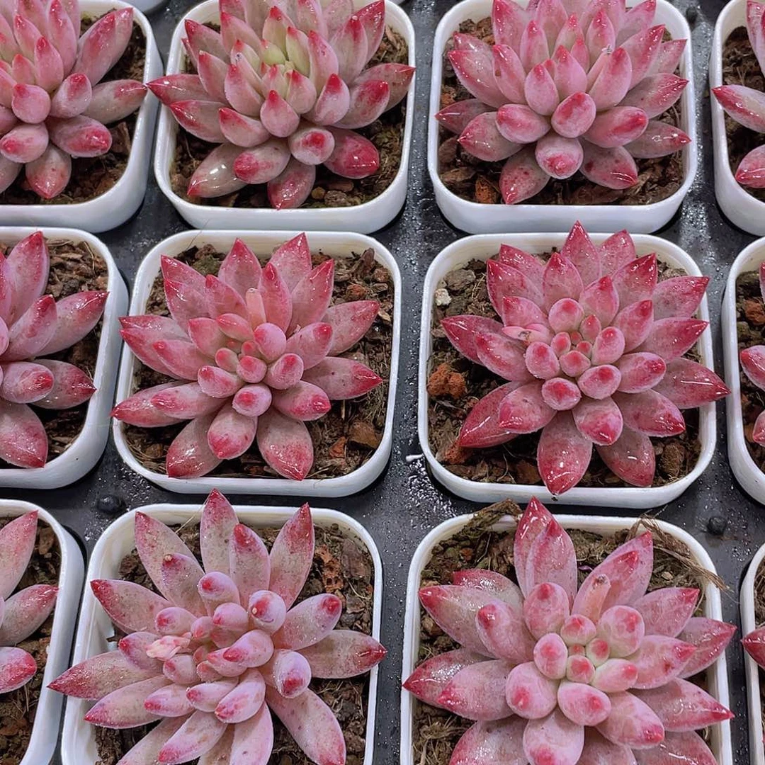 量拍30号 金鱼姬车厘子单头一个