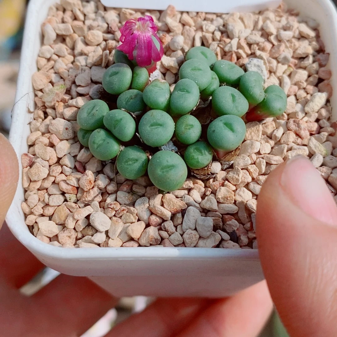 生石花花花花花花花650