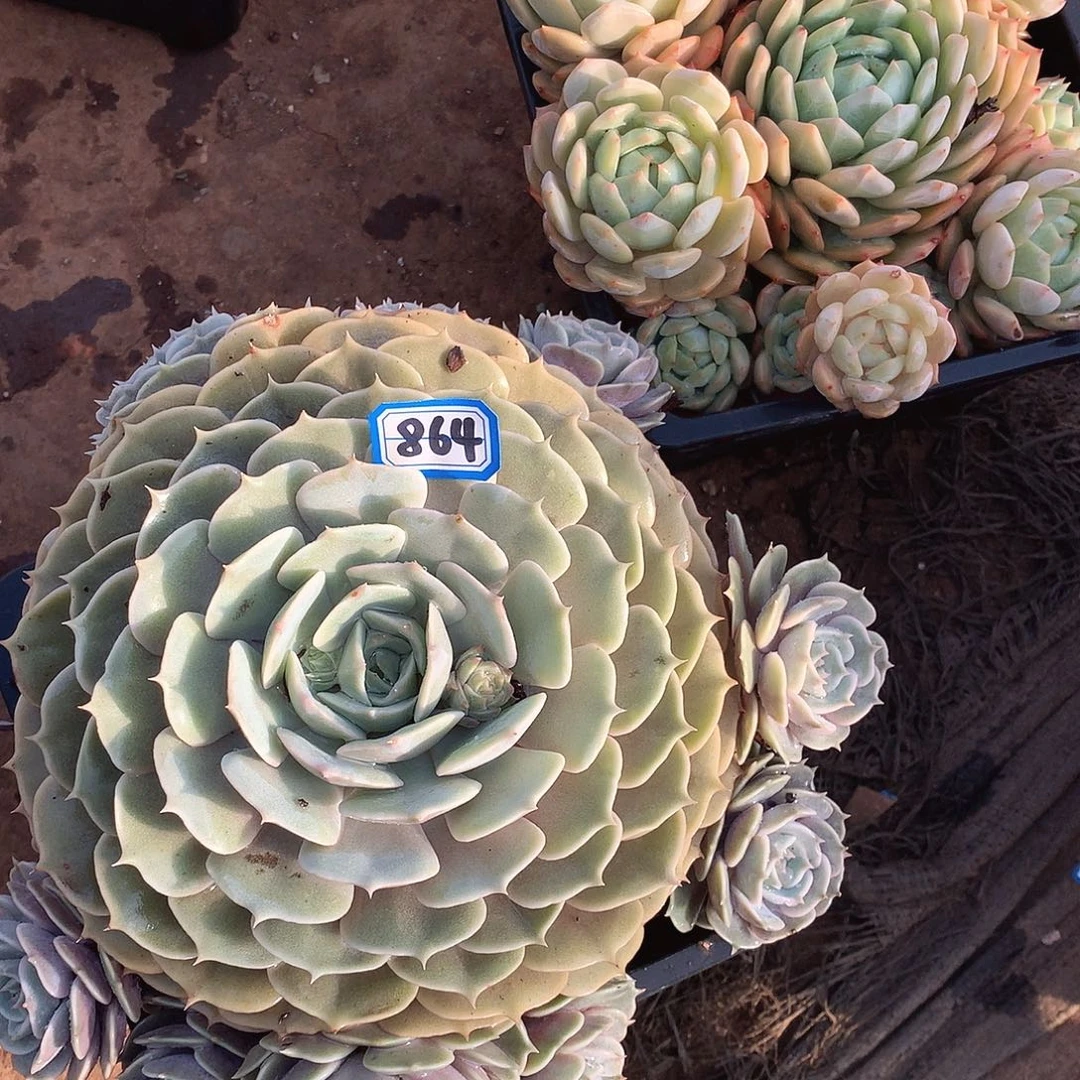 864劳拉一物一拍多肉