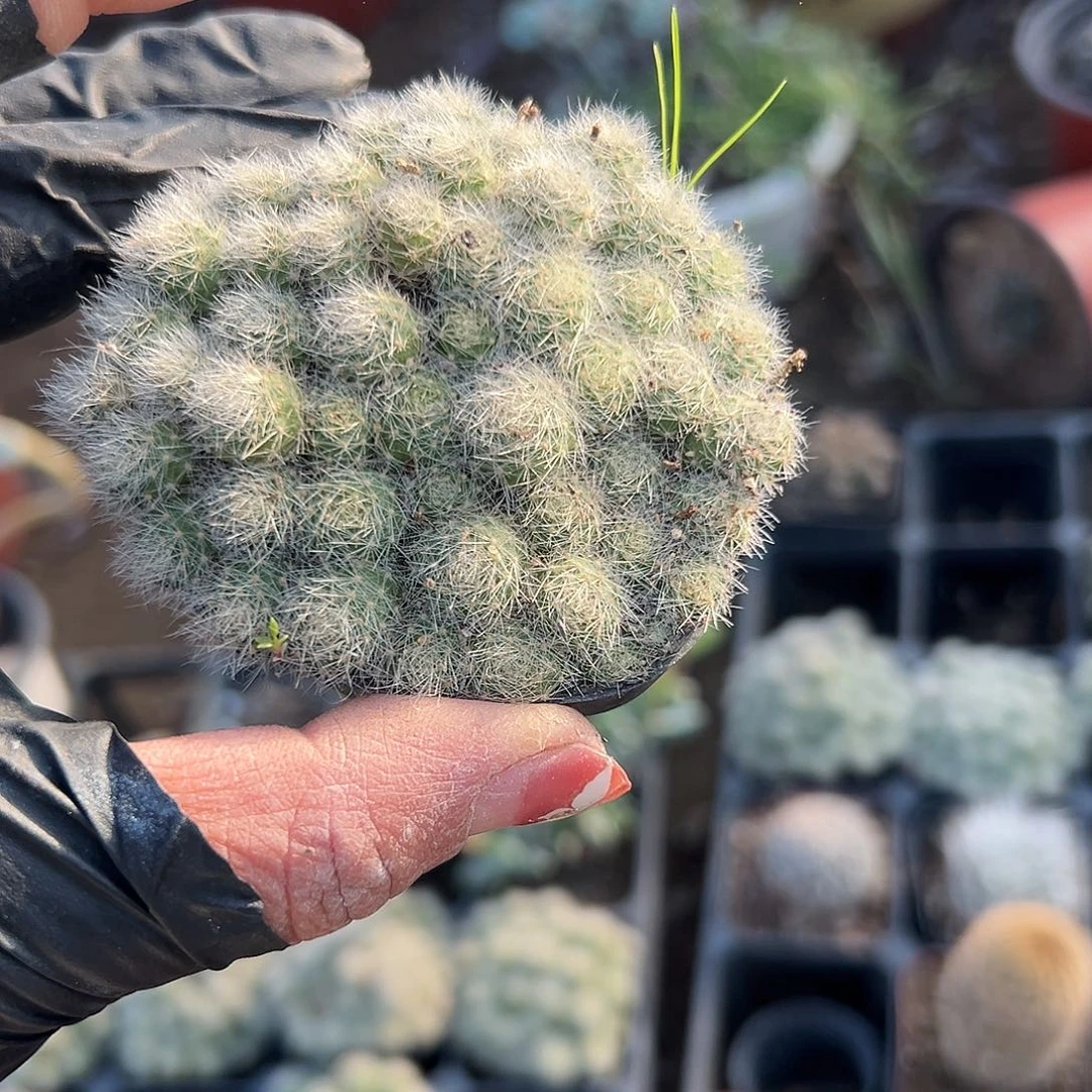 多肉植物多肉植物