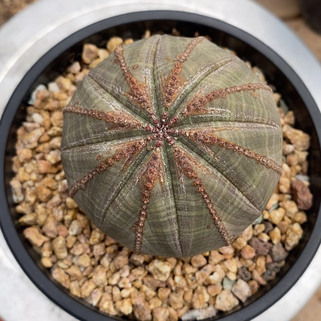 15欧系实生布纹球一物一拍