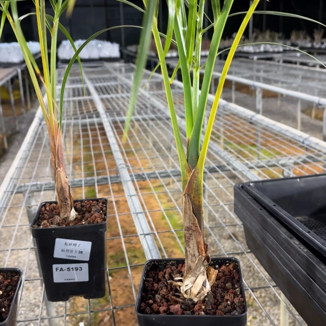 I***牌棍棒椰子FA-902