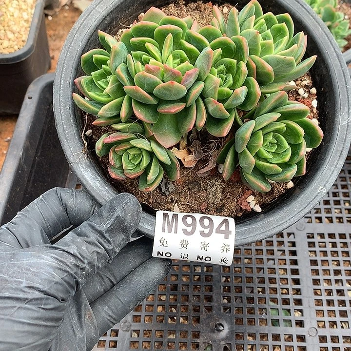 翠鸟朵朵 多肉植物25号左右发货