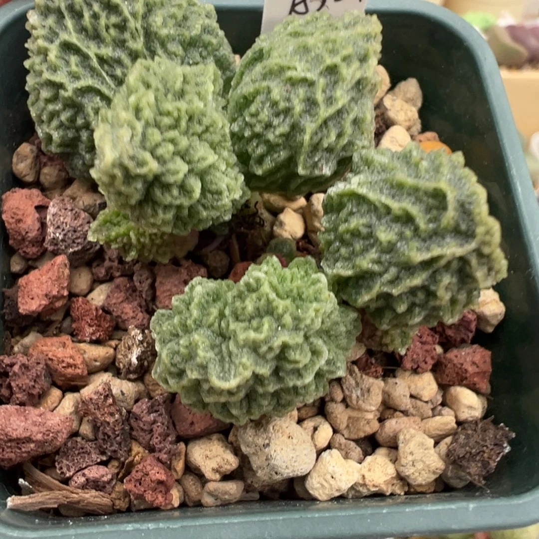 天***天202 号好看的水泡冲冲冲