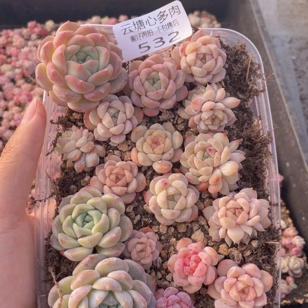 云糖心多肉植物532
