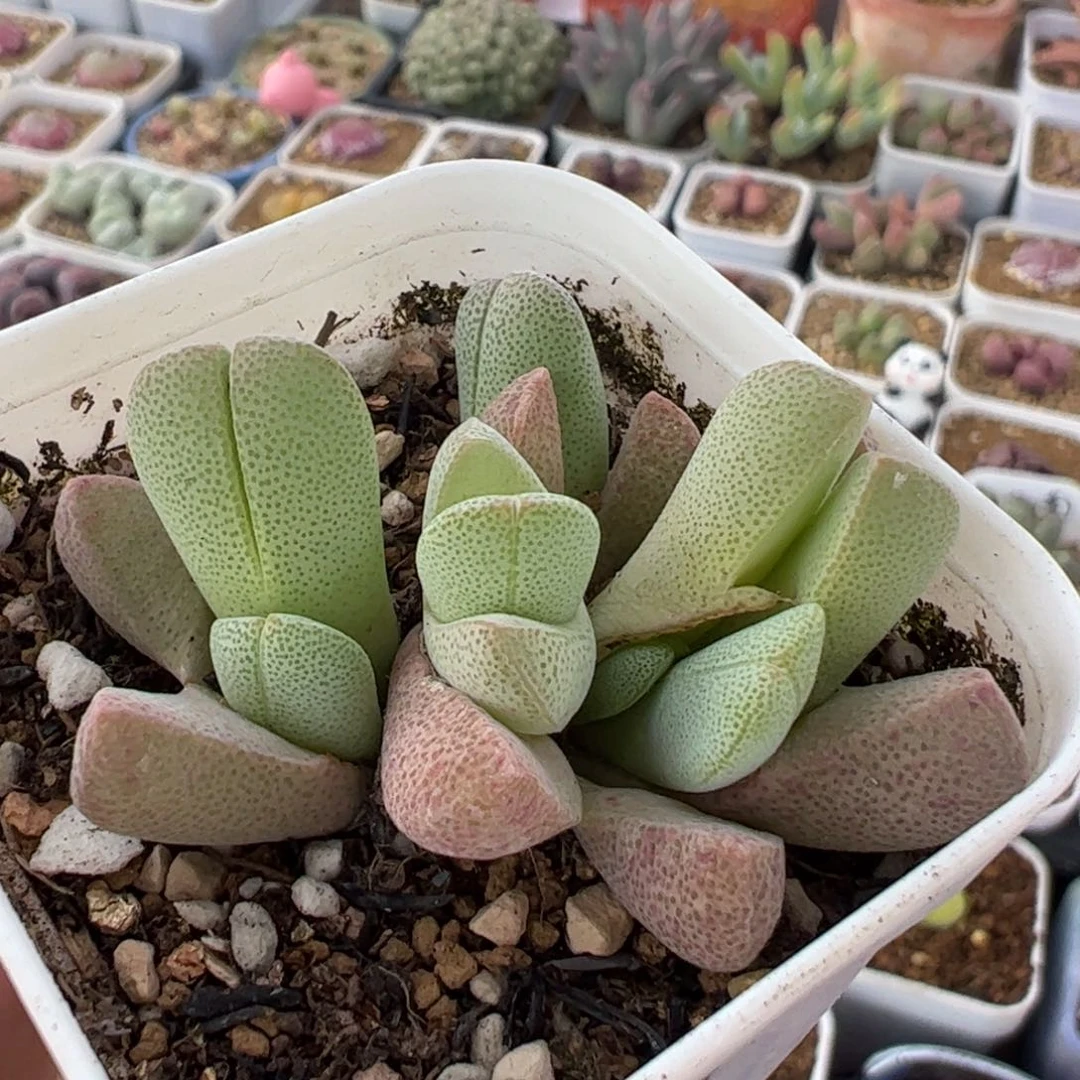 536多肉植物组合