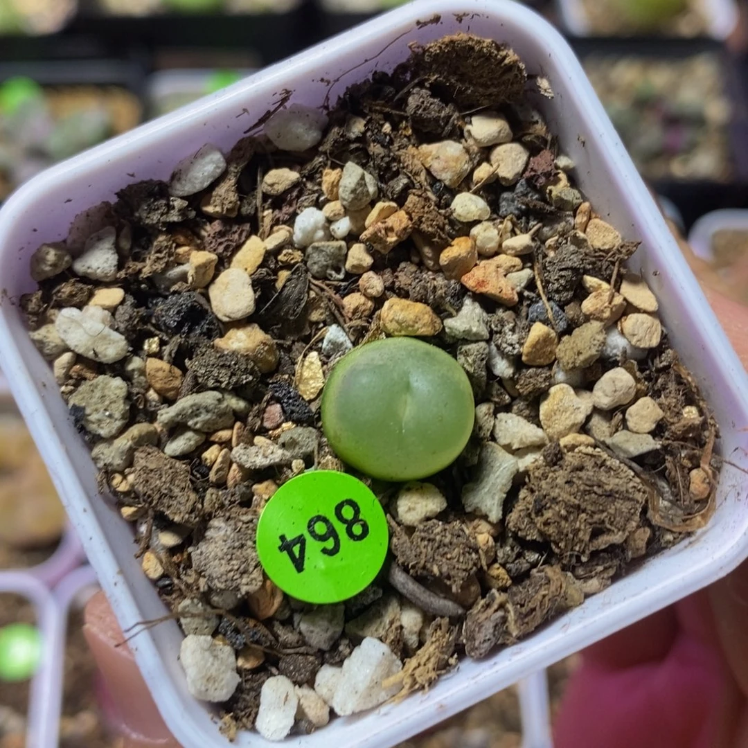 拉登1.2多肉植物864