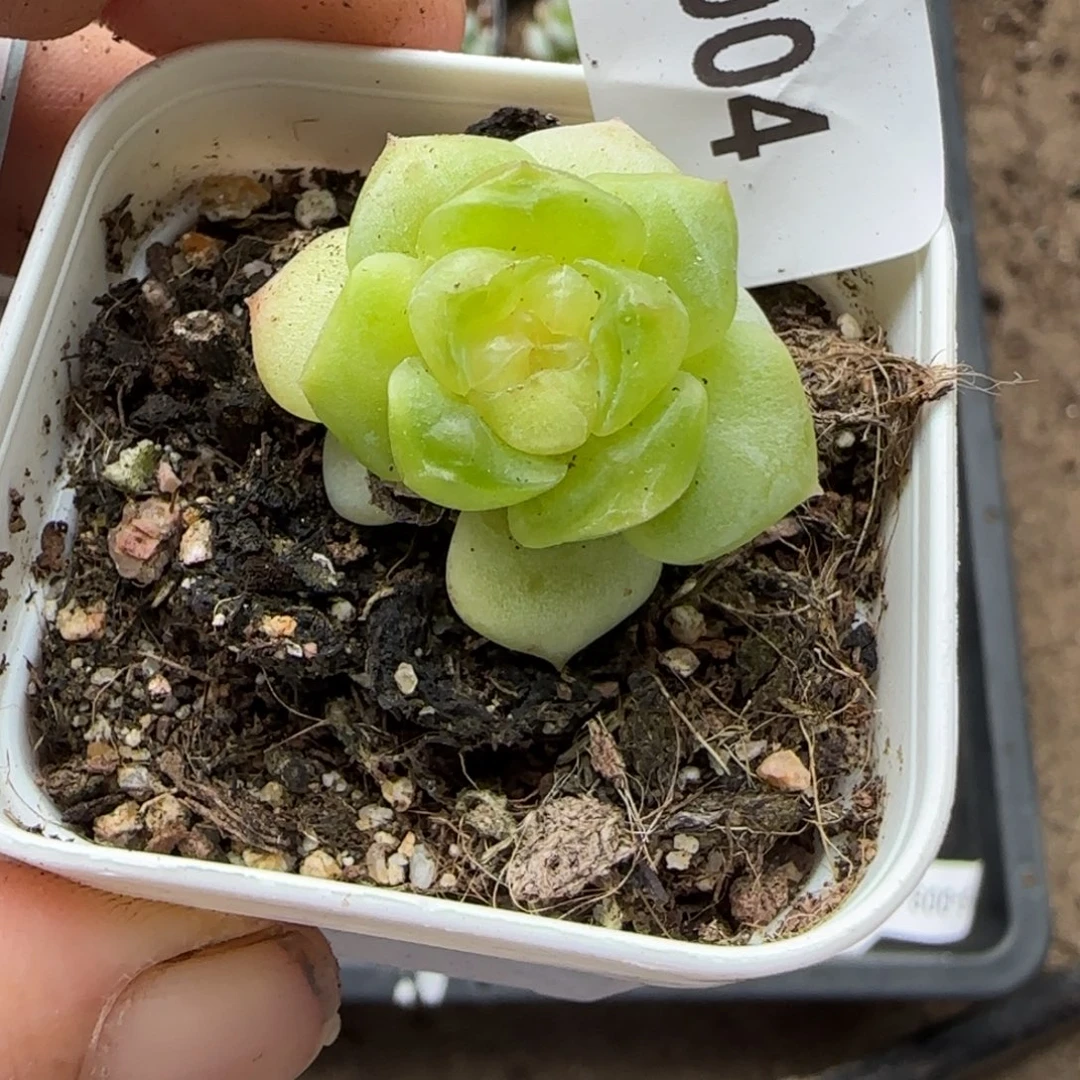 小卡拉米糖心一物一拍15-4