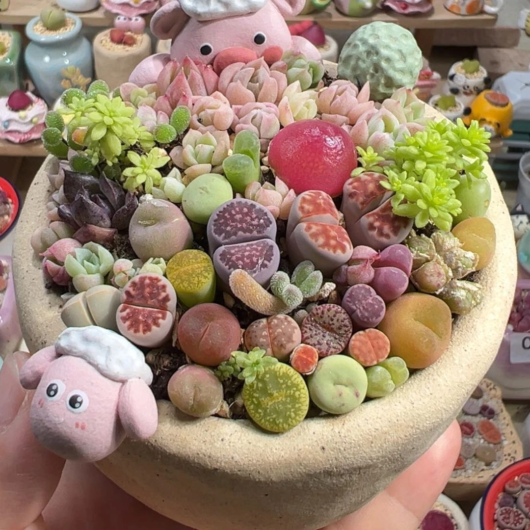 多肉植物13号花海