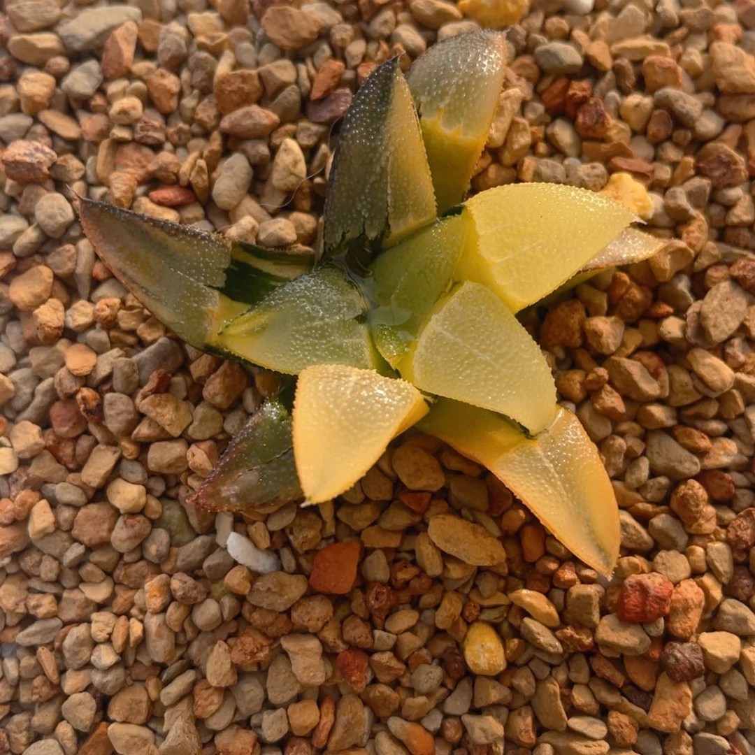 十二卷多肉实生克锦。