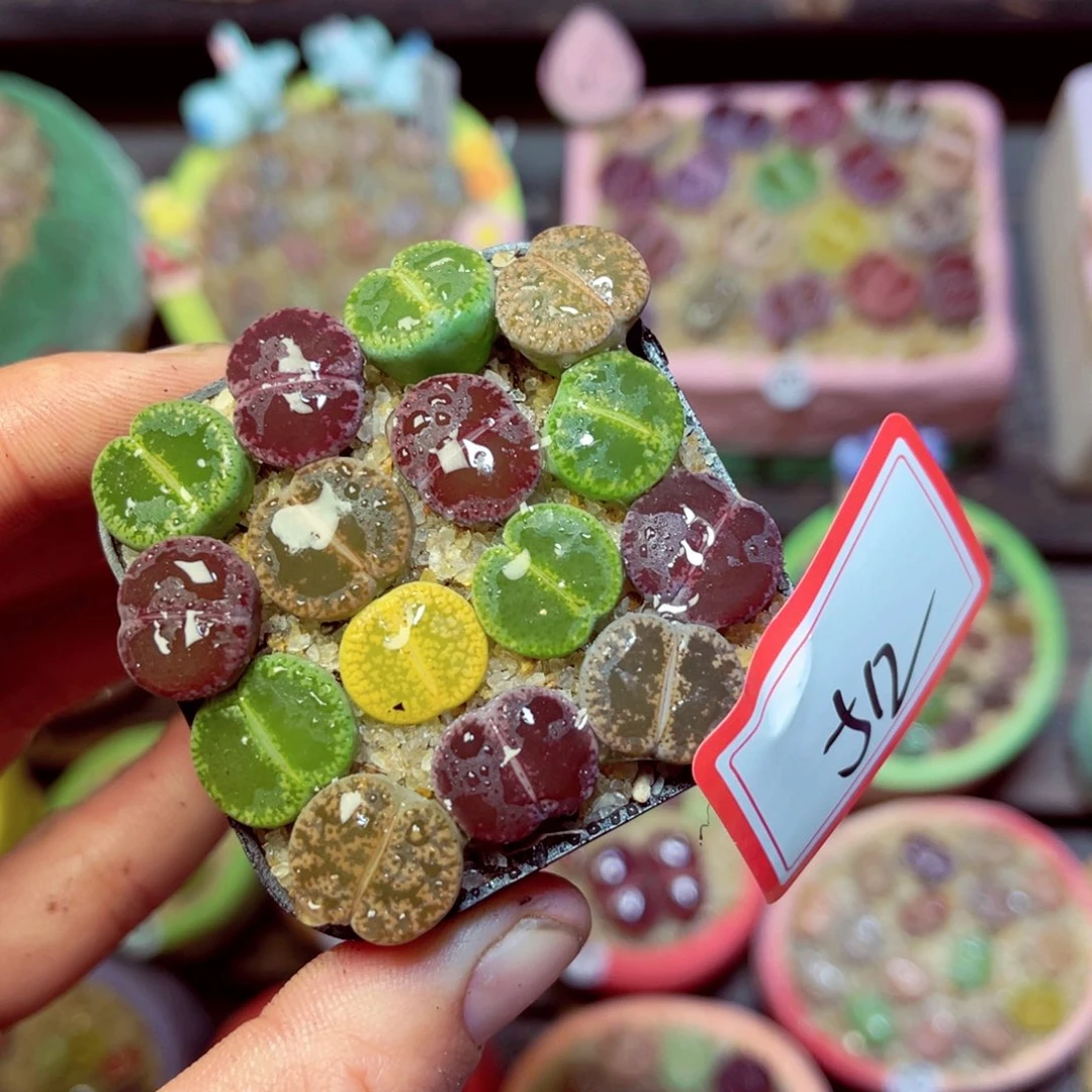 512生石花带盆发1