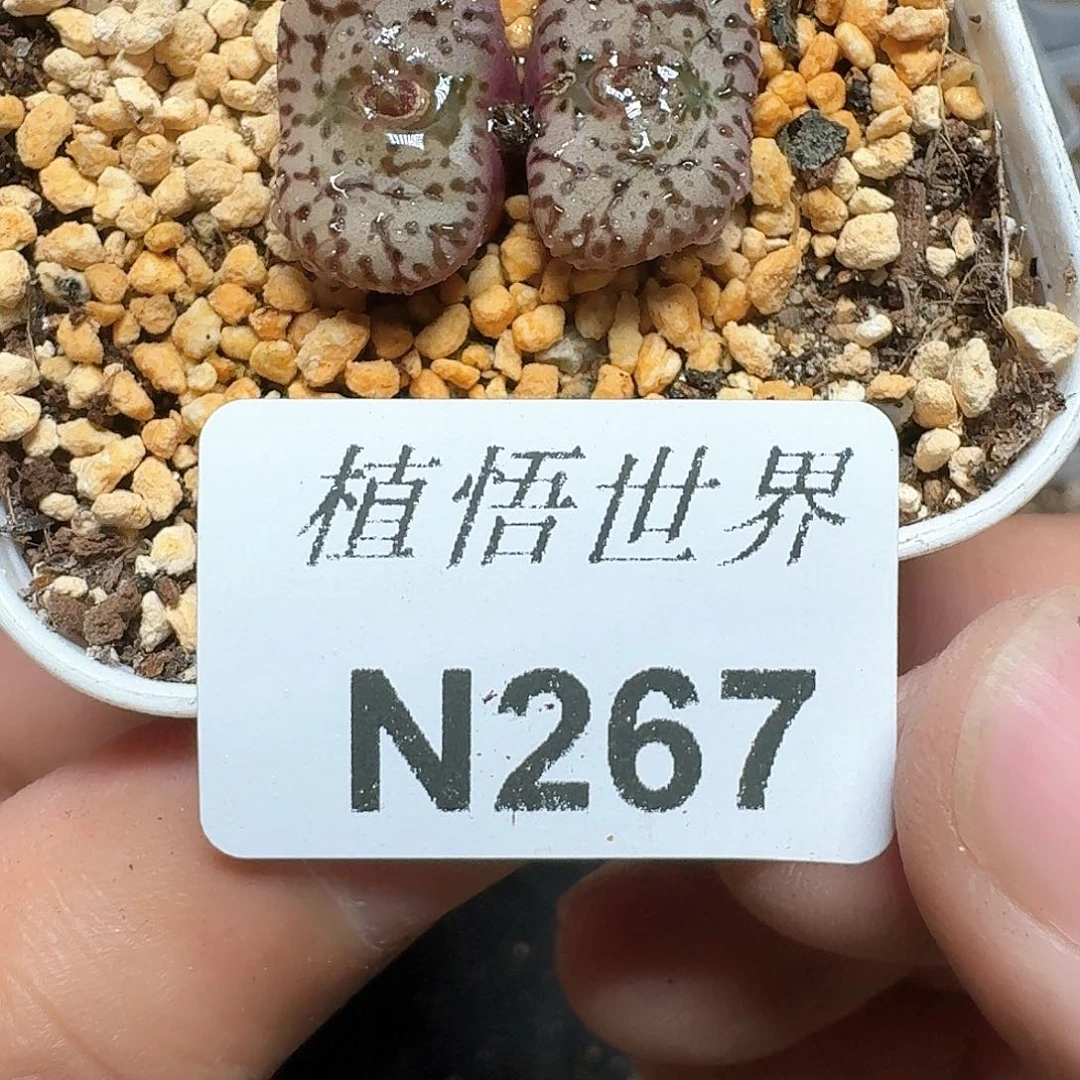 267号多肉植物哇f f