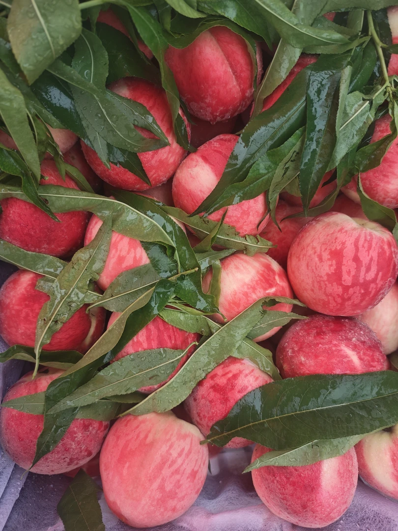 陕西突围水蜜桃10斤起