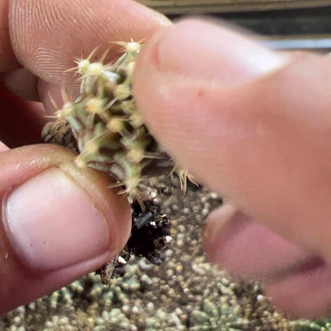 当前无花栽培后可以开花295