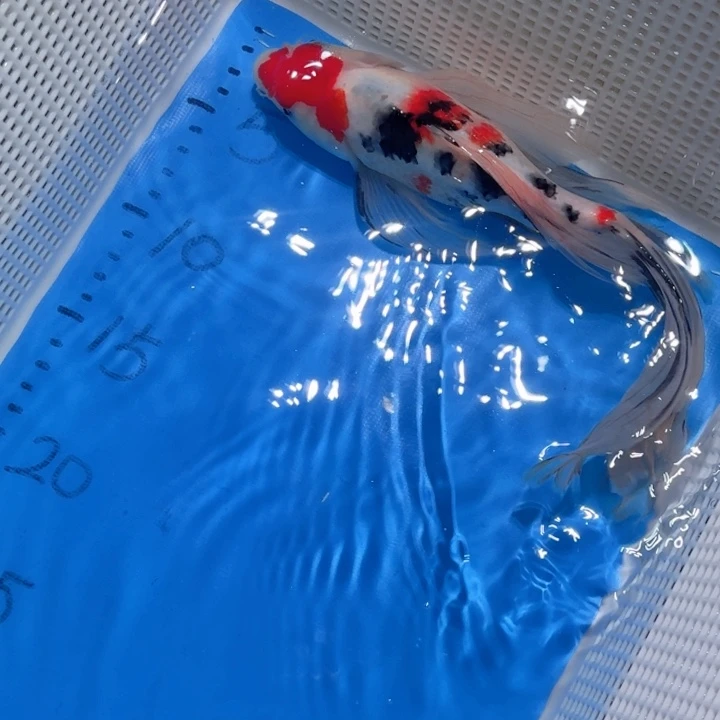 锦鲤锦鲤包邮包售后