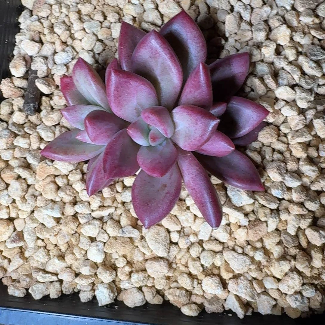 赫菲斯托 3头 一物一拍