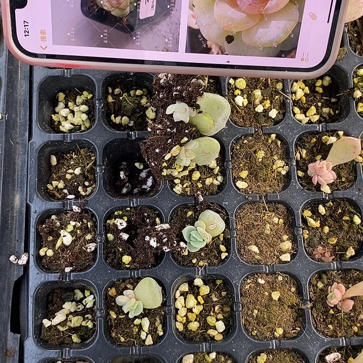 打包若画807芽苗尾货