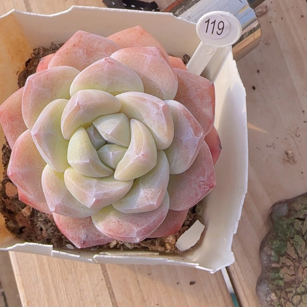 小***?冰玉精控一颗全场满28包邮