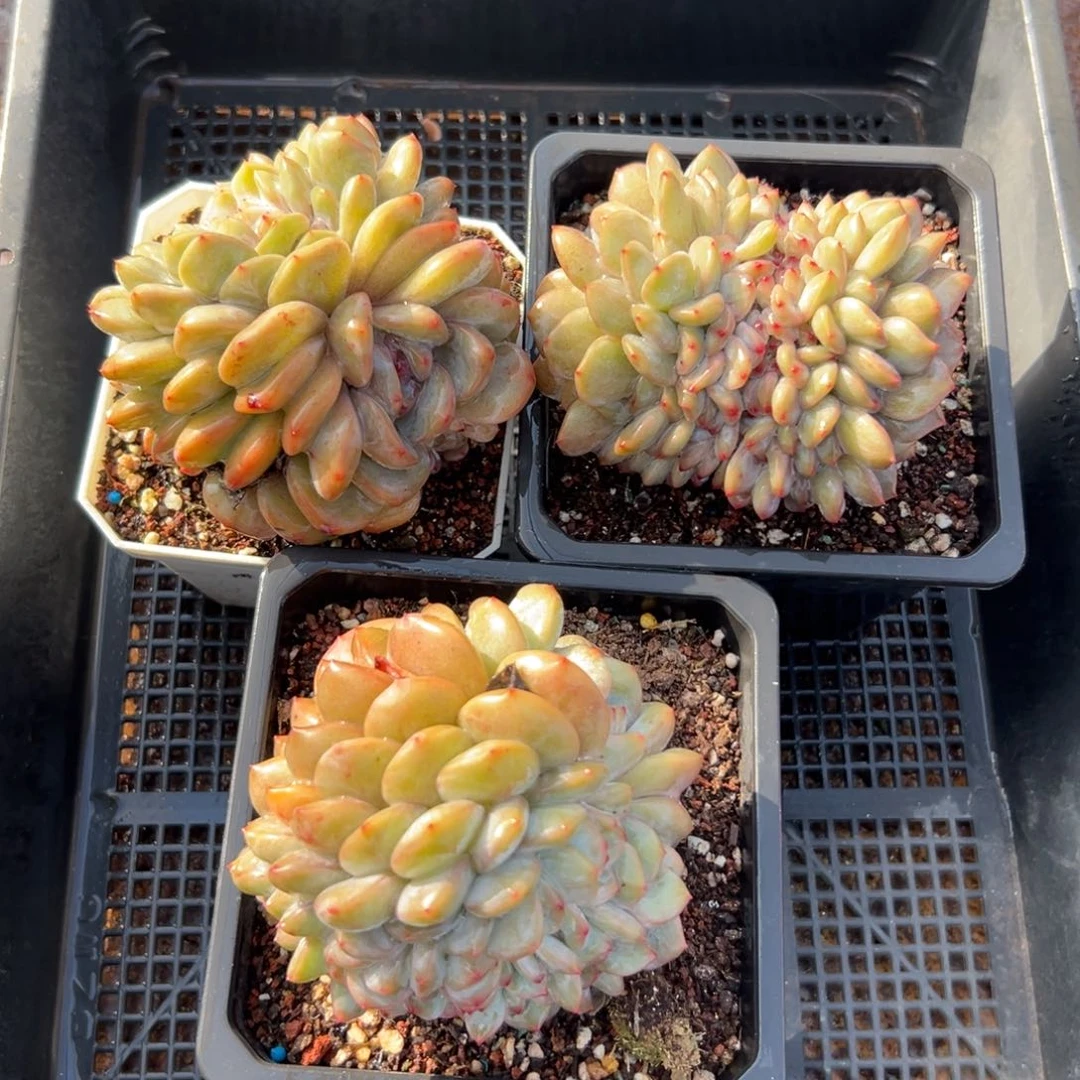 多肉精选编号0122.73