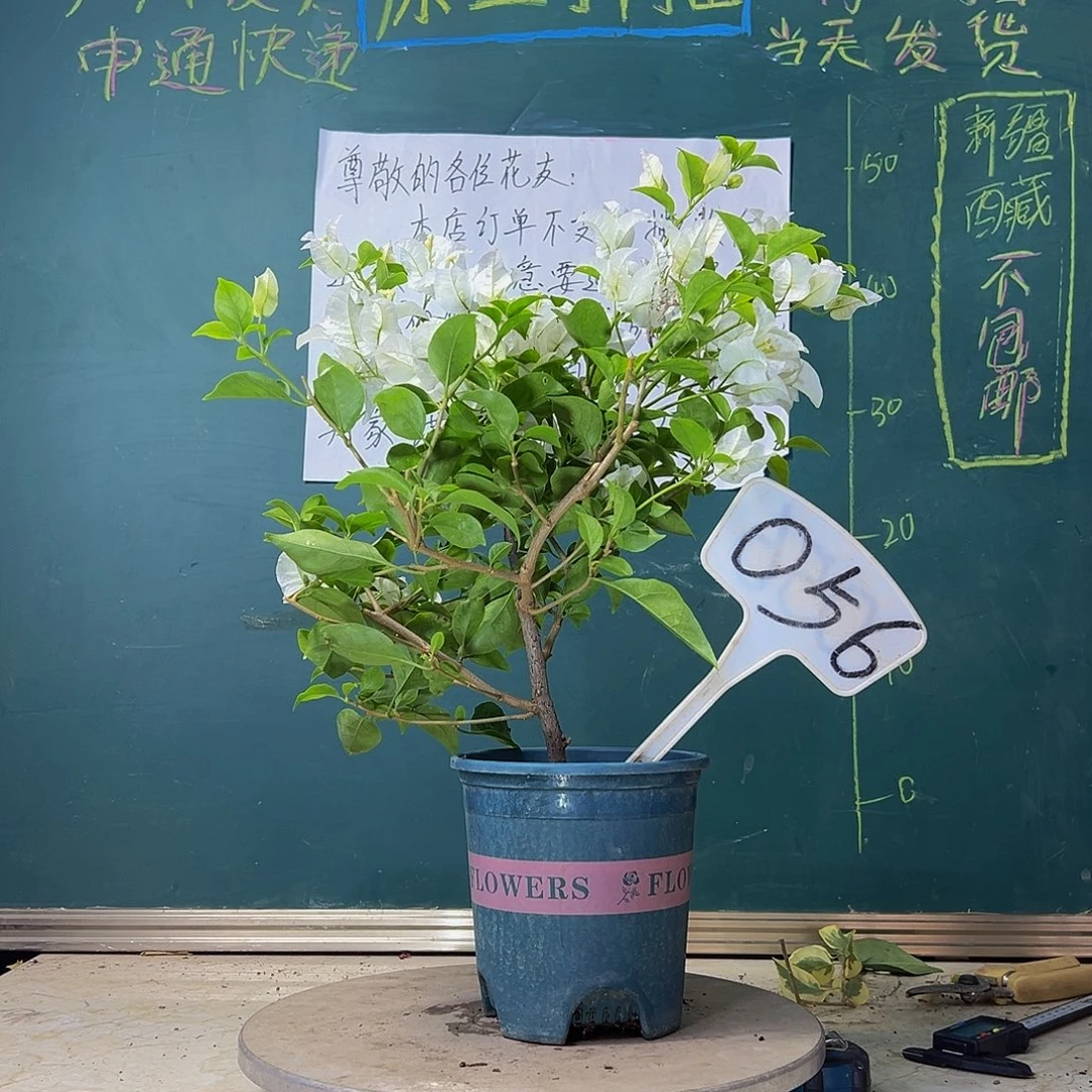 当前无花栽培后可以开花白雪公主 056