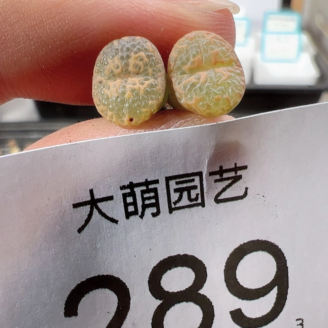 流*瑶0000289 一物一拍……